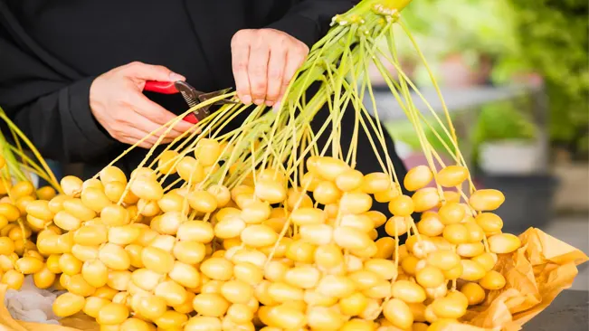 Post-Harvest Handling