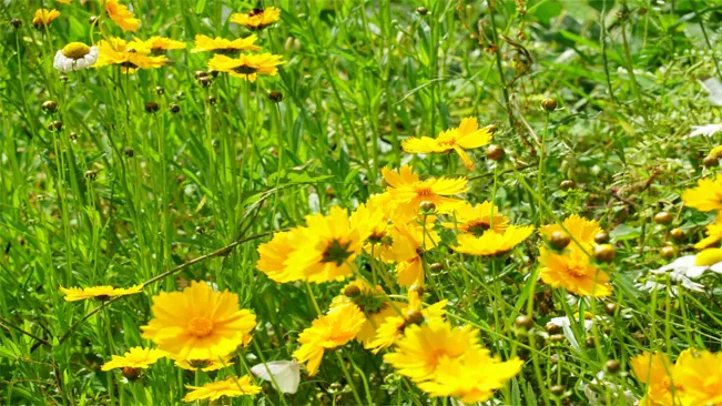 Timing for Planting Coreopsis