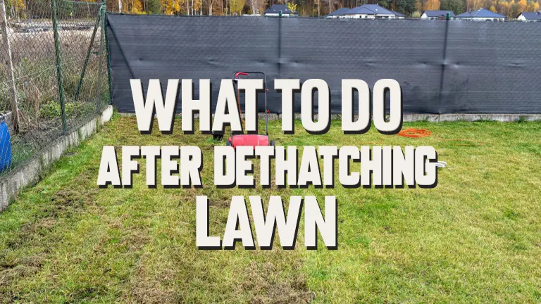 What To Do After Dethatching Lawn