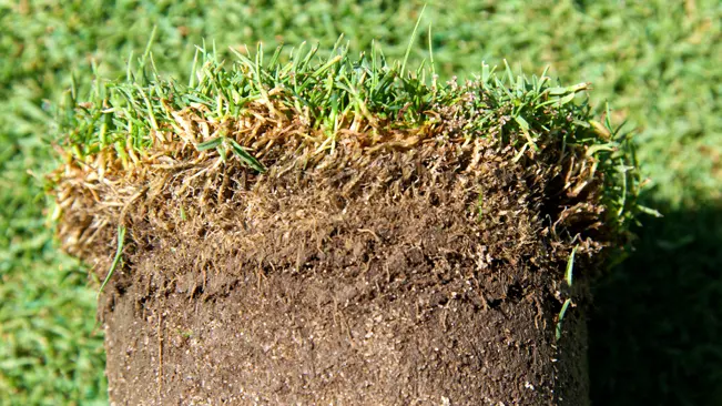 Close-up of soil with grass