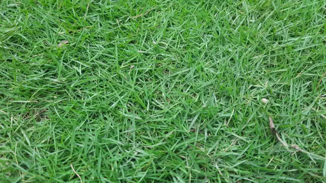 close-up view of vibrant green grass