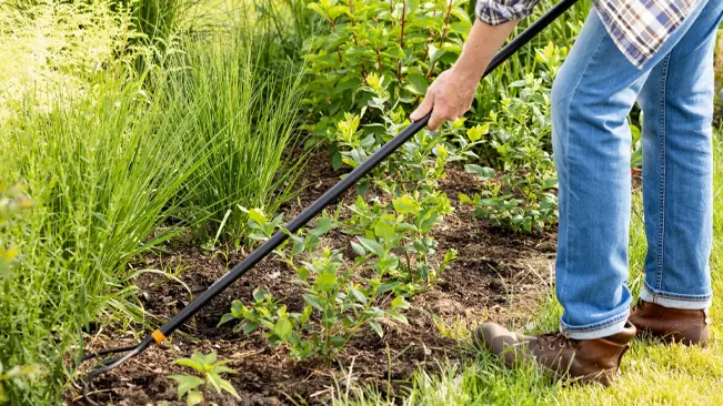 using a hoe to cultivate the soil in a garden with growing plants