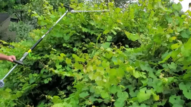 Person trimming greenery with long-handled tool