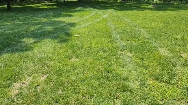 Tire tracks on a green grassy field under sunlight