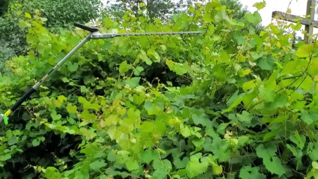 Person trimming vine with hedge trimmer.
