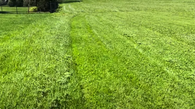 Green grass field with visible tire tracks