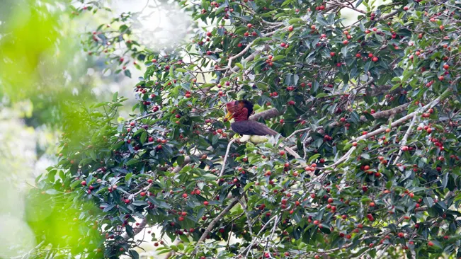 Birds are fond of figs and can be a challenge during the ripening perio