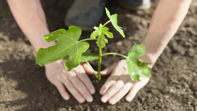 Plant your fig tree in the spring or early fall.