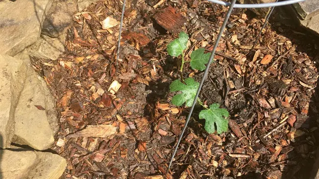 Mulch helps retain soil moisture