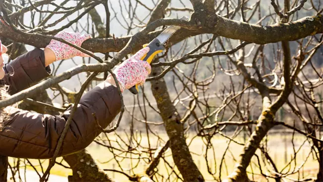 Pruning is essential for fig trees