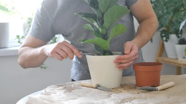 Why Repotting is Important