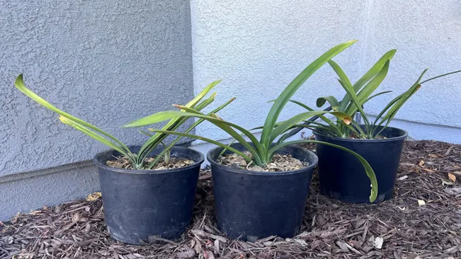 Fire Lilies generally need to be repotted every 2-3 years