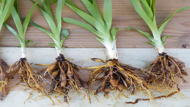 Root rot, This is a common problem caused by over-watering