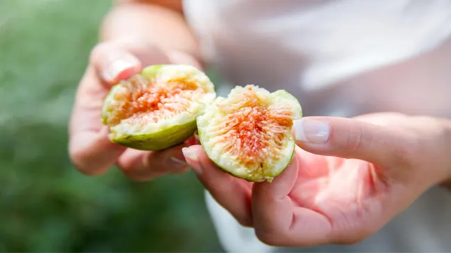 Figs are ready for harvest when they become soft to the touch 