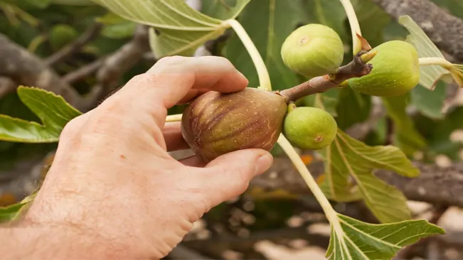 Gently twist the fruit off the tree