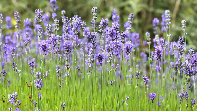 English Lavender Plant