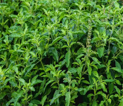 Dense foliage of Holy Basil plants with green leaves and emerging flower spikes, indicative of a thriving herb garden.