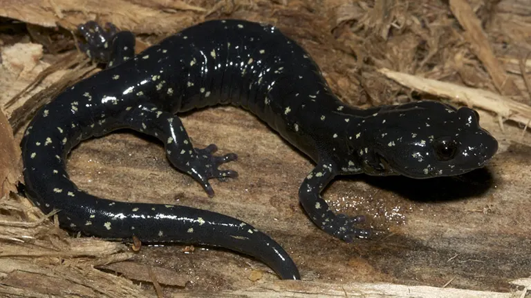 Black Salamander