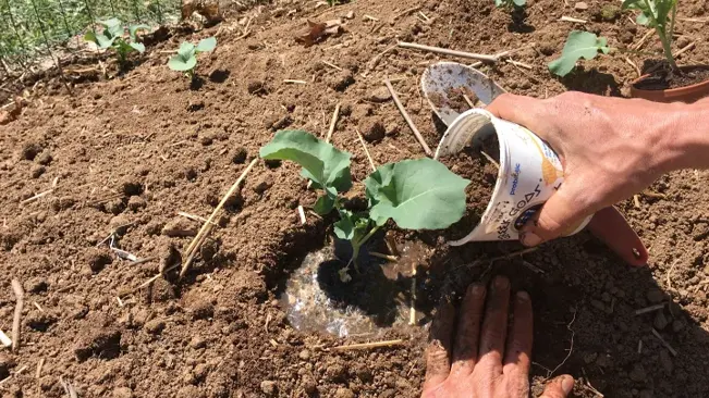 person’s hands watering a small green plant that is growing in brown soil
