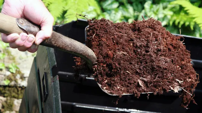 Hand shoveling compost