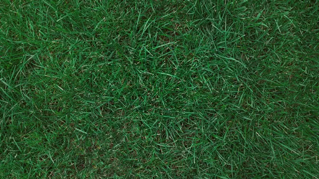 Close-up of a lush green lawn