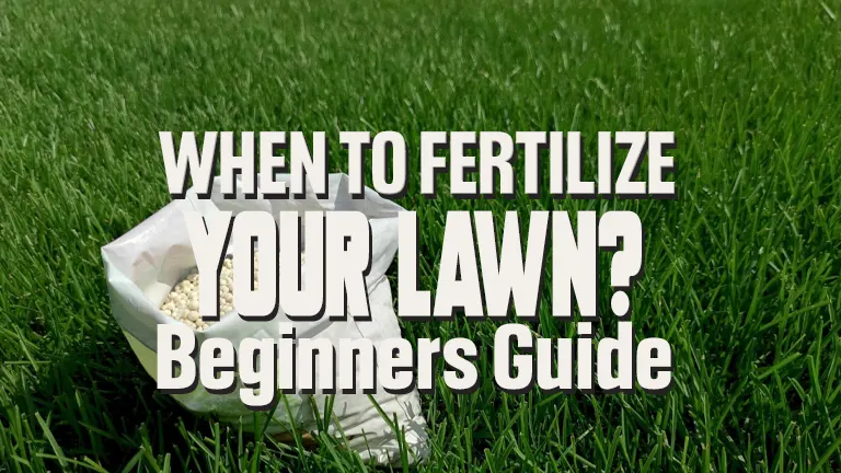 When to Fertilize Your Lawn: Best Timing for Optimal Growth