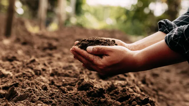 pair of hands holding a clump of dark, rich soil in an outdoor setting, possibly a garden or farm