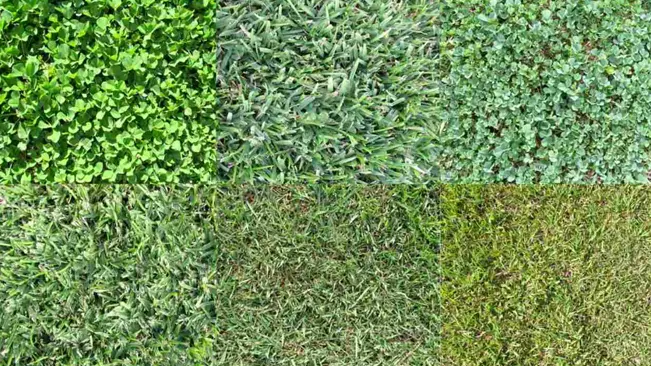 collage of six different types of green ground coverings, including various forms of grass and leaves, suggesting a focus on gardening or botany.