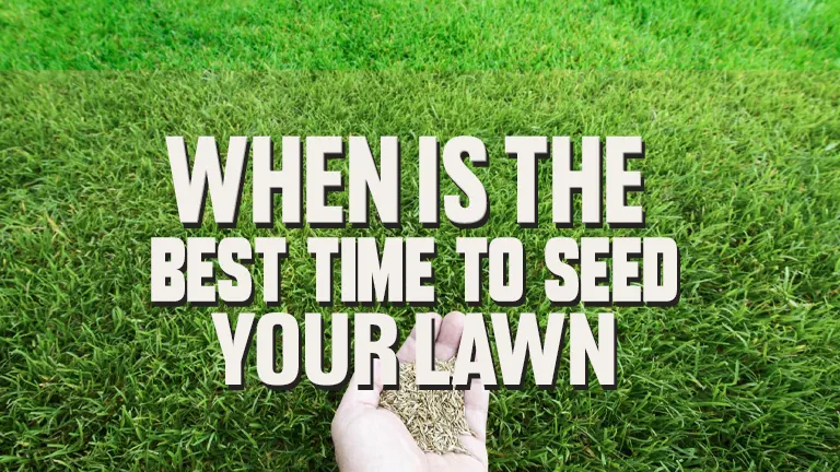 When Is the Best Time to Seed Your Lawn? A Seasonal Guide