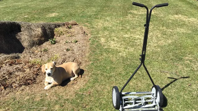 Dog lying next to lawn mower
