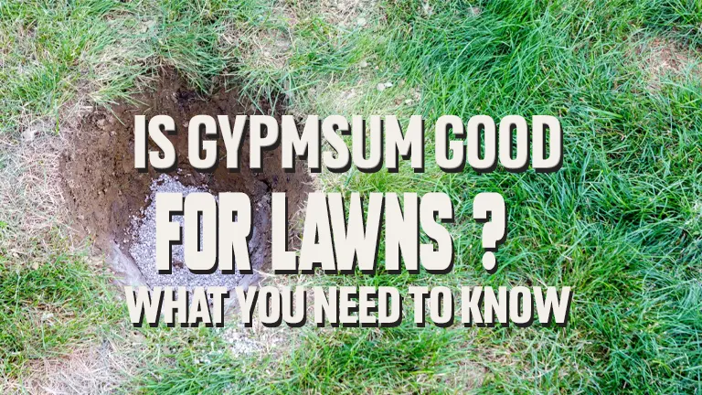 Is Gypsum Good for Lawns? What You Need to Know