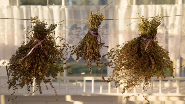 Choosing the Right Herbs for Drying