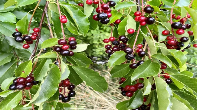 hackberry fruits