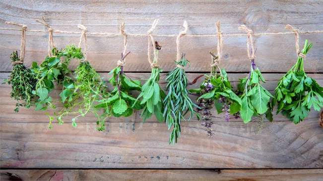 air-drying involves tying the herbs into small bundles and hanging them upside down in a warm, well-ventilated area out of direct sunlight