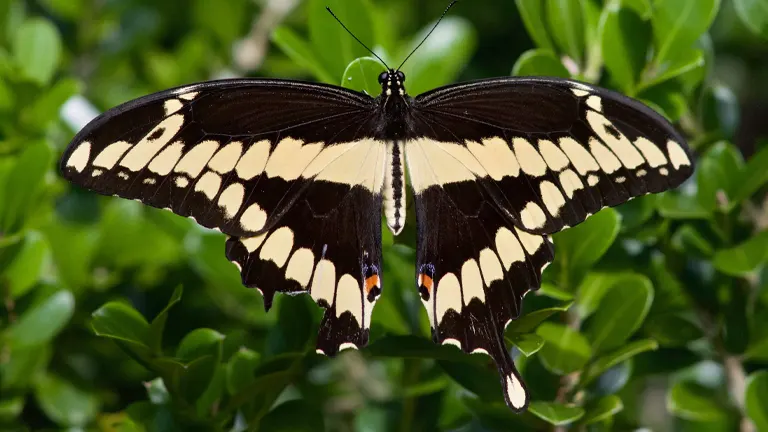 Giant Swallowtail Butterfly