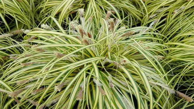 Variegata (Carex morrowii 'Variegata')