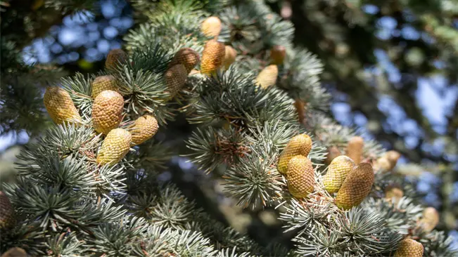 Korean Fir is a splendid conifer renowned for its stunning beauty and unique characteristics