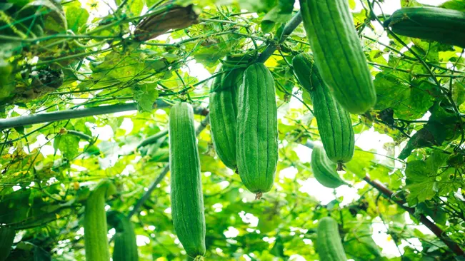 How to Plant Luffa Gourd