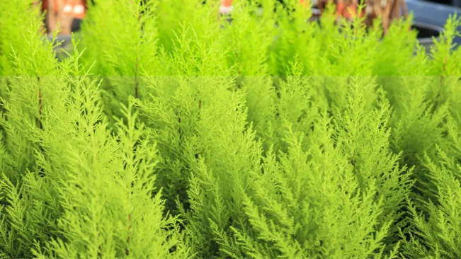 Lemon cypress trees, with their vibrant green foliage and refreshing lemony scent