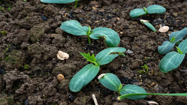 Transplanting luffa seedlings into your garden 
