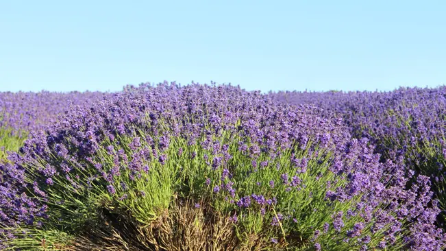 Planting Your Lavender