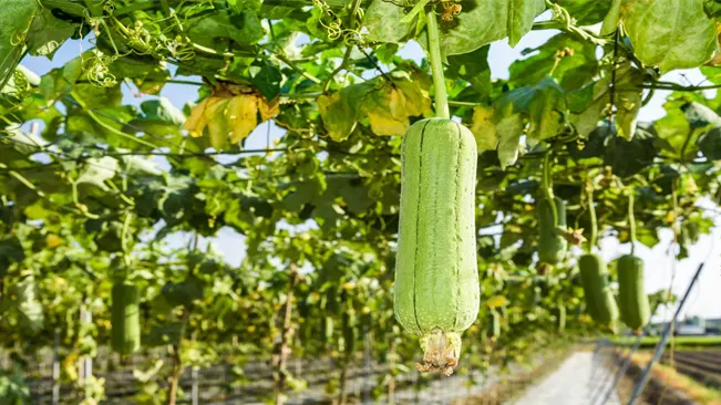 Luffa plants require full sun, meaning at least six hours of direct sunlight each day, to thrive