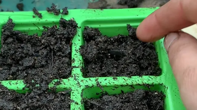 Plant the seeds in a good-quality, well-draining potting mix