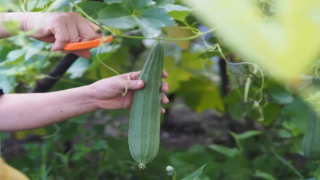 Use a sharp knife or pruning shears to cut the gourd from the vine, leaving a few inches of stem attached