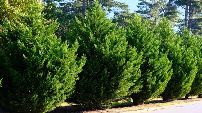 Leyland Cypress, a popular hybrid conifer known for its rapid growth and lush