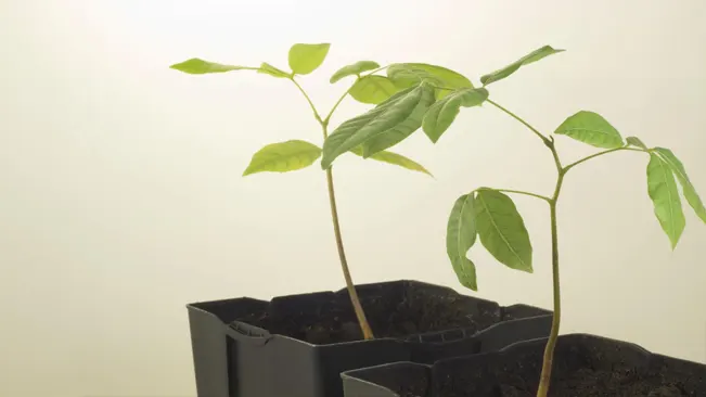 When to Transplant Lychee Seedlings