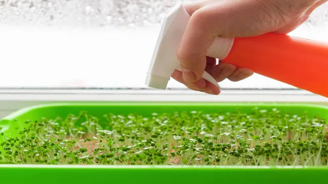 Watering During Germination