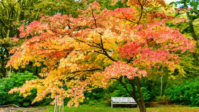 Maple trees, known for their vibrant fall colors and sturdy nature