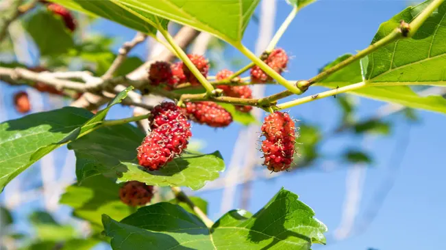Mulberries typically ripen from late spring to early summer