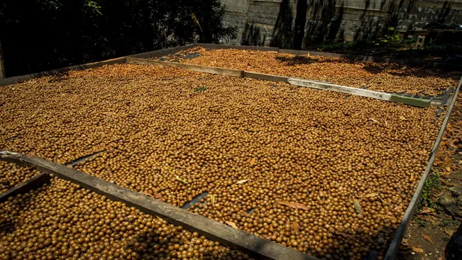 Drying nuts done by laying the nuts out in a sunny dry area